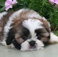 Here you can find everything about shih tzu dogs. Cute Puppy Dogs: New Born Shih Tzu Puppies