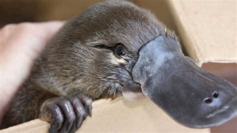 Platypuses At Risk Of Extinction Due To Australia S Devastating Drought