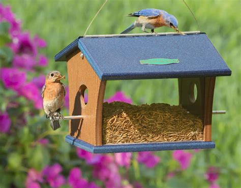 Bluebird Feeder Blue Bird Bird Houses Diy Feeder