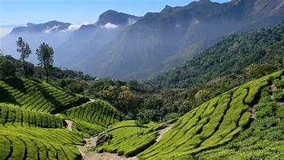 Tea Plantation India Recursos Naturales Lanka Sri