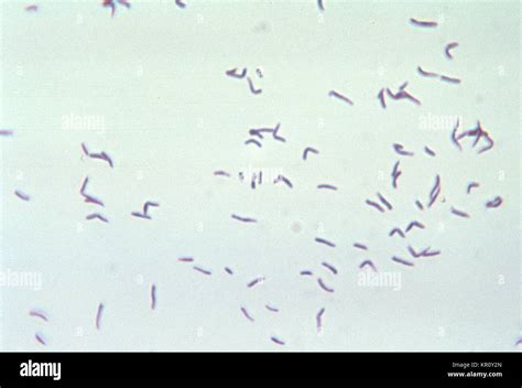 This Micrograph Depicts The Gram Positive Bacterium Eubacterium Stock
