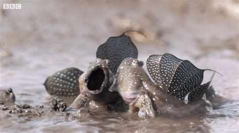The Mudskipper An Amazing Amphibious Fish The Kid Should See This