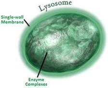 Notwithstanding having a core, plant cells likewise contain other layer bound organelles, or modest cell structures, that complete. Lysosome - Cell Components