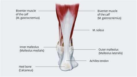 The forces applied to a tendon may be more than 5 times your body weight. Achilles Repairs - Resolve Physical Therapy | Bend, OR