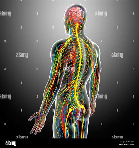 Anatomy Rear View Back Human Hi Res Stock Photography And Images Alamy