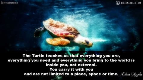 The Turtles Teachings Are So Beautiful It Teaches Us That Everything