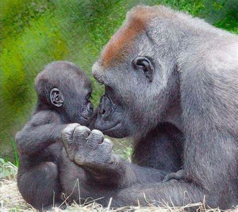 Baby And Mom Gorillas Look Each Other In The Eye With So Much Love