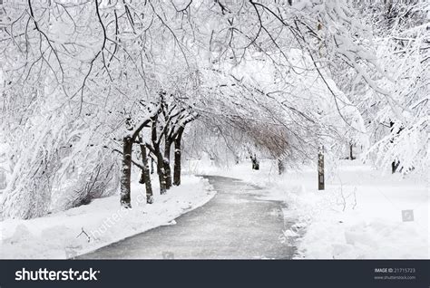 Road Through Snow Covered Trees Stock Photo 21715723