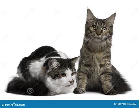 Two Cats Sitting Together