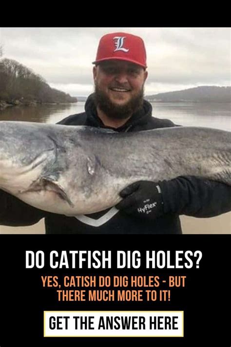 Do Catfish Dig Holes Everything You Need To Know Fishing Humor