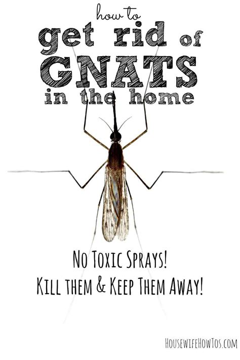 How To Get Rid Of Gnats In Your Home Housewife How Tos