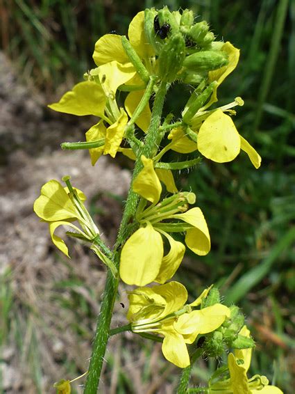 Uk Wildflowers Brassicaceae Sinapis Arvensis Charlock Mustard