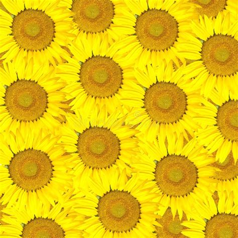 Yellow Sunflower Background Stock Photo Image Of Sunflower Nature