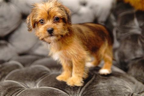 Shorkie Forever Love Puppies Shorkie Puppies Puppies Shorkie Dogs