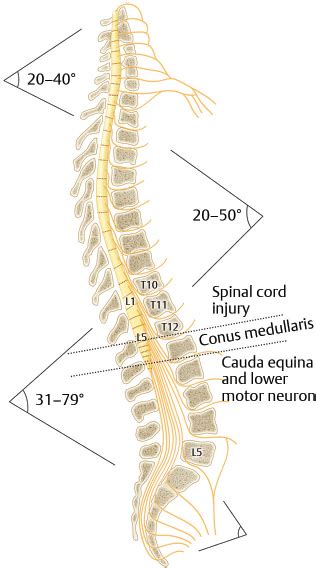 Spine Anatomy Landmarks