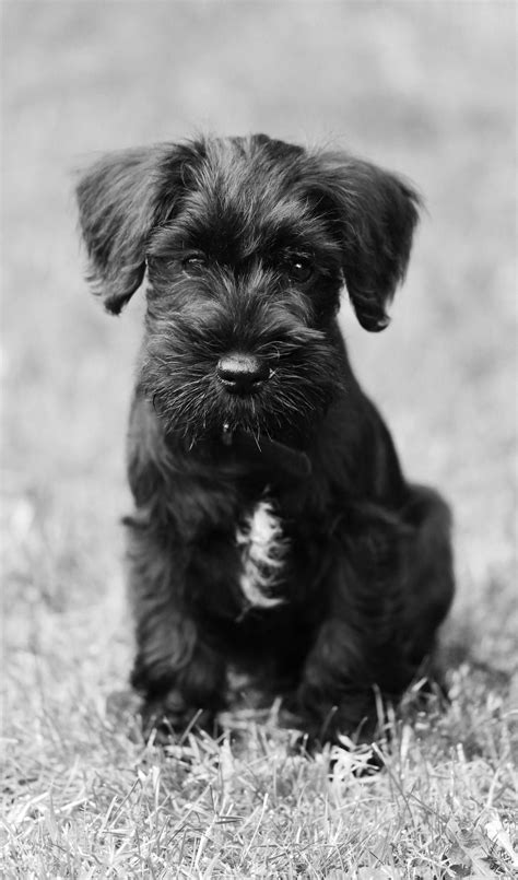 Things About Schnauzers You Would Like To Know Page The Paws Miniature Schnauzer