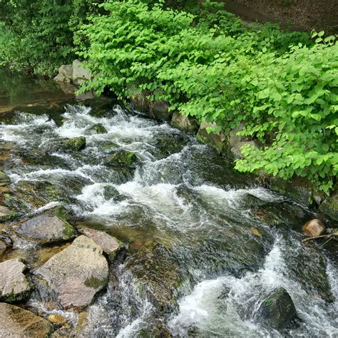 Free Images Creek Wilderness Flower River Valley Stream Rapid