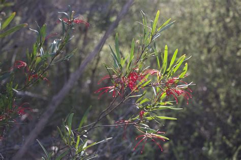 Walks For Winter Spring Flowering Plants On Dharawal Country Mallee