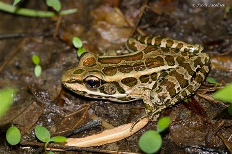 Maryland Biodiversity Project Pickerel Frog Lithobates Palustris