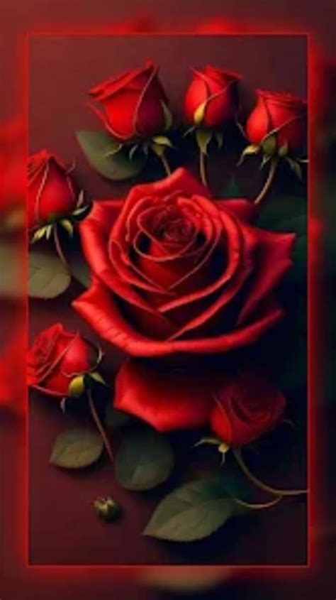 Red Rose Wallpapers Flowers для Android — Скачать