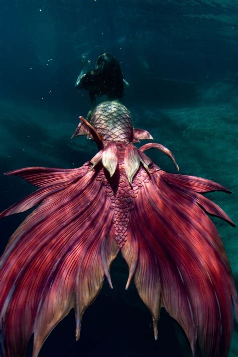 Watch Real Life Mermaids Swim Through Tropical Fish Tank At Audubon