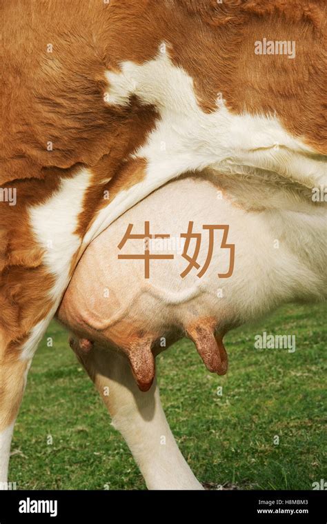 Extreme Closeup Of Brown Cows Udder With The Chinese Writing For Milk