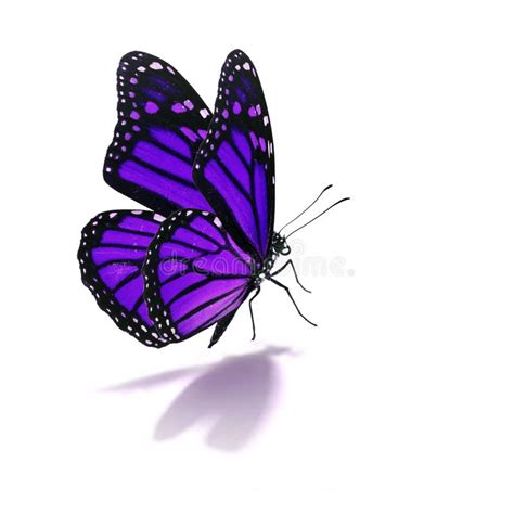 60532 Purple Butterfly Stock Photos Free And Royalty Free Stock Photos