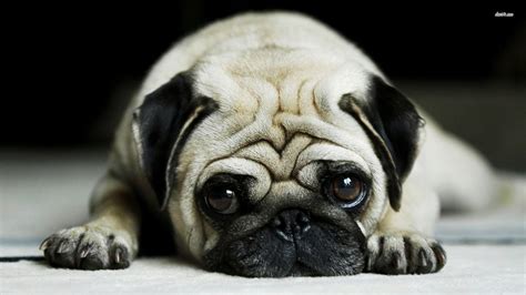 Funny Pug Wallpapers Wallpaper Cave