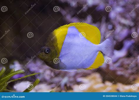 Pyramid Butterflyfish Hemitaurichthys Polylepis Stock Photography