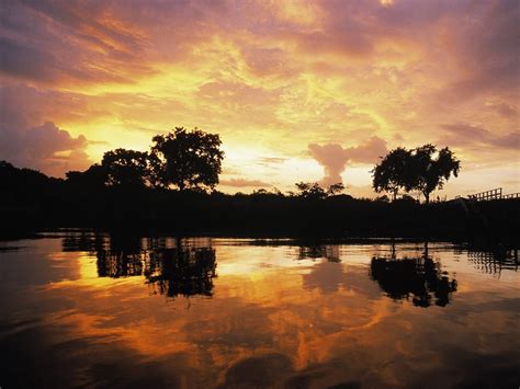 Online Crop Trees Silhouette Over Body Of Water During Sunset Hd