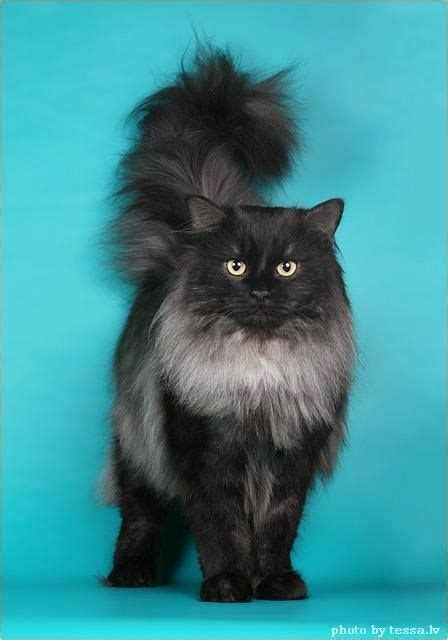 24 Best Long Haired Black Cat Images On Pinterest Black Cats Kitty