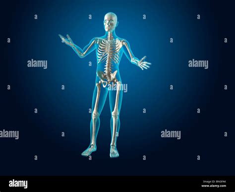 X Ray View Of A Human Skeleton Stock Photo Alamy