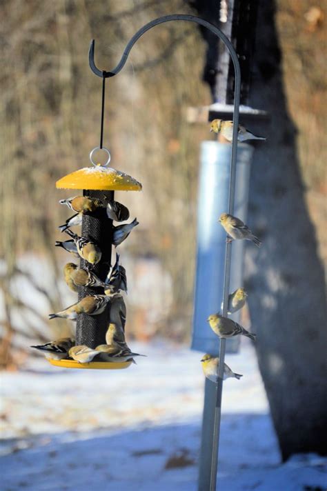 Gold Finch Feeding Frenzy Feederwatch