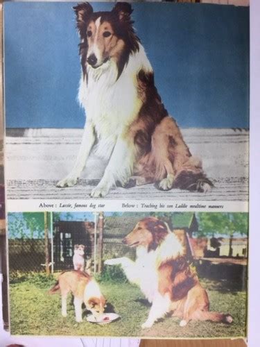Blog Archive Lassie Lovely Colour Pictures