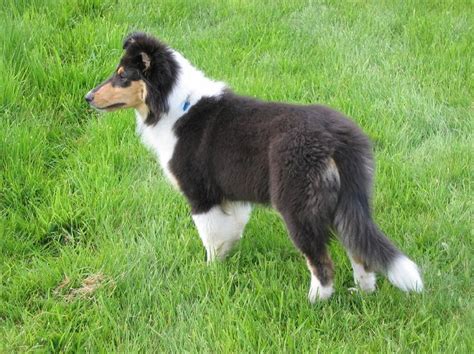Pin On Tricolor Collies