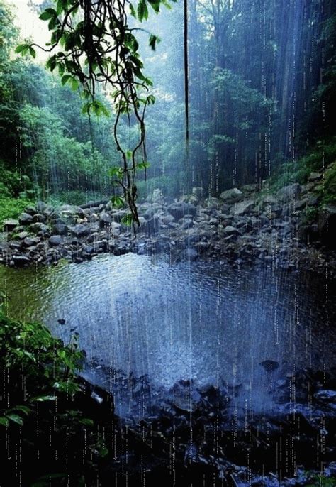 Beautiful Forest Scene With Rain Falling Over The Water Nature I