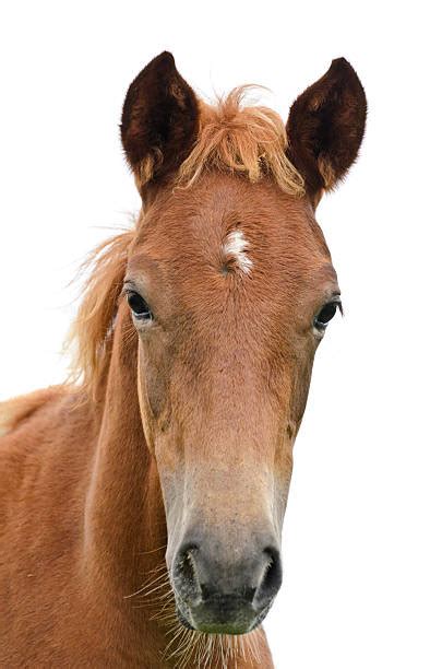 Horse Face Pictures Images And Stock Photos Istock
