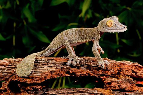 Leaf Tailed Gecko With Wings