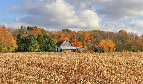 Corn Field With Fall Colors And Barn In The Background