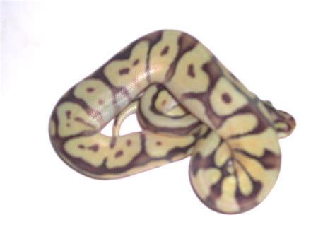 If you're somewhere that keeping pythons is illegal it's entirely possible to spend $500 or £500 on a royal (ball) python, depending on the colour morph, how long ago the animal was purchased… or. The Boa Basement - Heterozygous for vpi Axanthic Ball Python