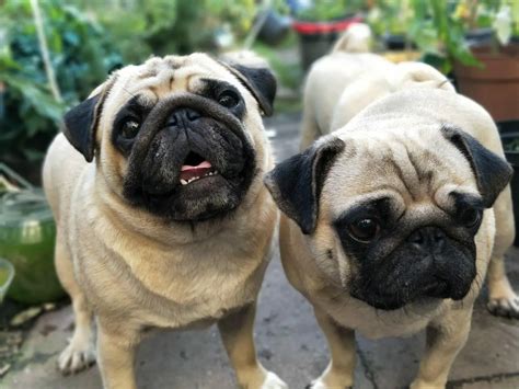 Dogs That Look Like Pugs 12 Striking Similar Breeds