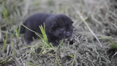 Newborn Black Baby Kitten In The Grass Hd Youtube