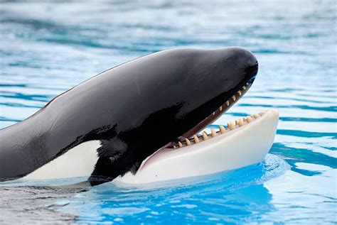 Best Killer Whale Teeth Stock Photos Pictures And Royalty Free Images