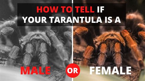 How To Tell If Your Tarantula Is A Male Or Female