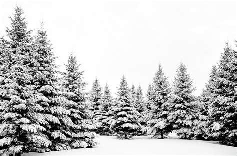 Snow Covered Pine Trees Winter By Joseph Devenney