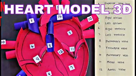 How To Make Human Heart Model Human Heart Structure Of Heart