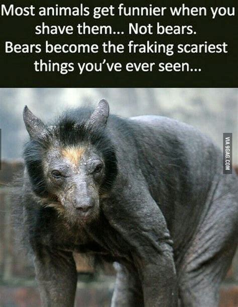Bears When Shaved Look Like Hellhounds Somebody Call The Winchesters Meme Subido Por