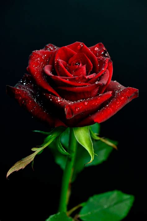 A Lovely Red Rose Covered With Dew For The One You Love Beautiful