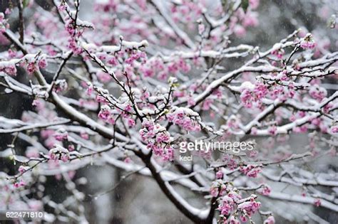 Cherry Blossoms Covered In Snow High Res Stock Photo Getty Images