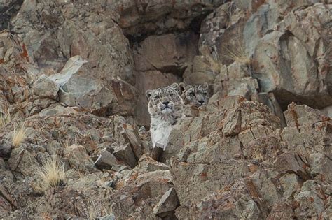 Can You Spot The Snow Leopard Amazing Photographs Show The Elusive